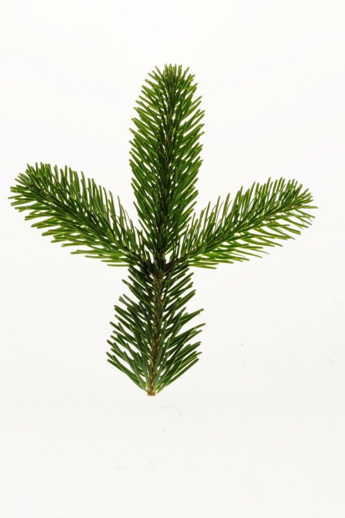 nordmann fir, fir tree, christmas-1020233.jpg